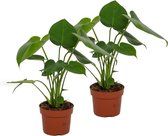 2x Kamerplant Monstera Deliciosa Tauerii – Gatenplant - ±  30cm hoog – 12cm diameter