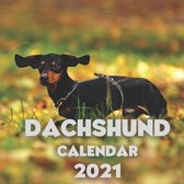 Dachshund Calendar 2021