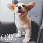 Corgi