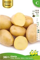 36 x plant aardappel GLORIA - solanum tuberosum - plantaardappel - pootaardappel