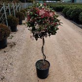 Sneeuwbal spiraal ‘Viburnum tinus’ stamhoogte 50-60 cm Totaalhoogte 80-100 cm