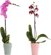Phalaenopsis 1-tak – set van 2 stuks