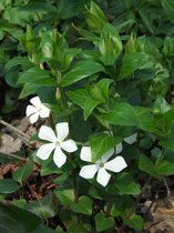 Vinca minor 'Alba' - 12 stuks - witte bloemen - bodembedekker - P9 - Witte maagdenpalm - Kleine maagdenpalm
