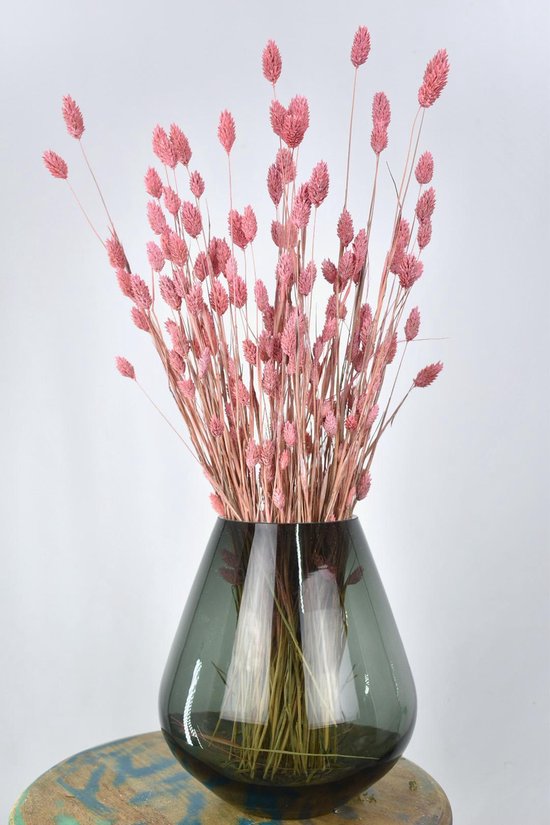 Droogbloemen Phalaris licht roze - Kanariegras - 60 cm - Natuurlijk Bloemen  | bol