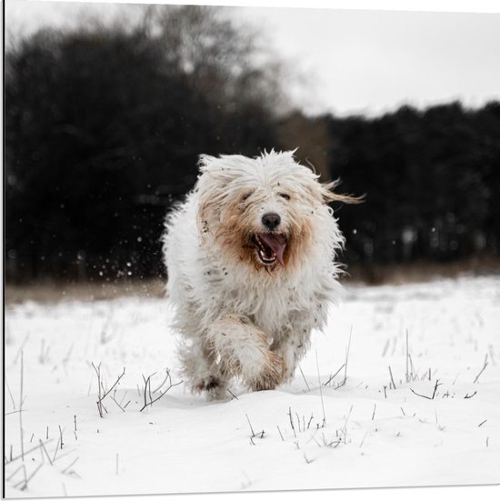 Dibond - Witte Pluizige Hond in de Sneeuw - 80x80cm Foto op Aluminium (Met Ophangsysteem)