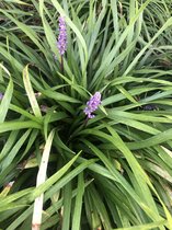 6 x Liriope Muscari Moneymaker - Leliegras in 9x9cm pot