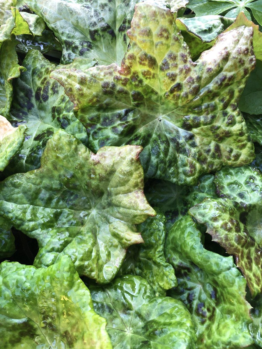 6 x Podophyllum 'Spotty Dotty' - Voetblad - P9 Pot (9 x 9cm) - Dima Vaste Planten