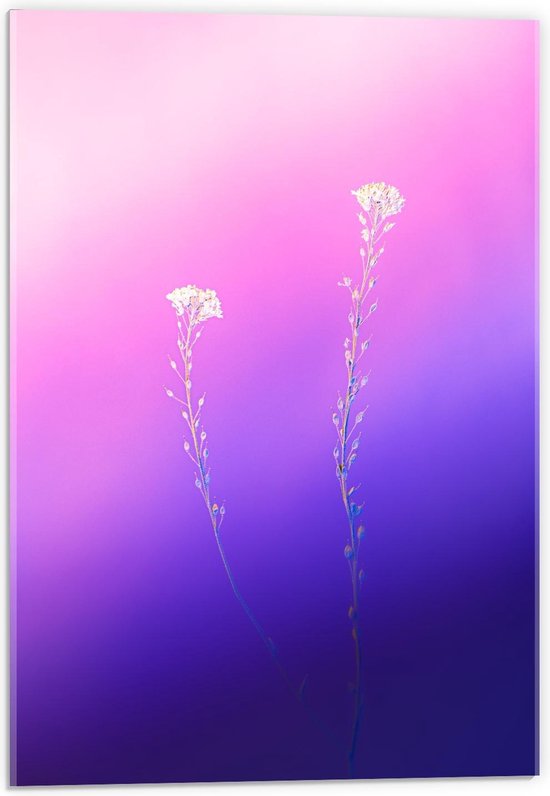 Acrylglas - Witte Bloemen op Blauw/Roze Bloemen - 40x60cm Foto op Acrylglas (Met Ophangsysteem)