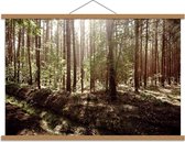 Schoolplaat – Bos met Schaduw/Zon - 90x60cm Foto op Textielposter (Wanddecoratie op Schoolplaat)