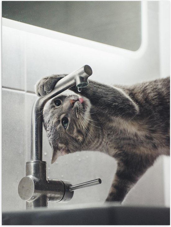 Affiche – Le chat boit de Water du robinet - 30x40cm Photo sur papier  affiche | bol.com