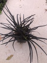 12x Ophiopogon planiscapus Niger - Zwarte Slangenbaard in 9x9cm pot