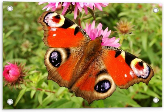 Tuinposter – Oranje Vlinder om Roze Bloem - 60x40cm Foto op Tuinposter  (wanddecoratie voor buiten en binnen)