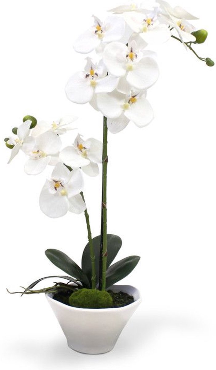 Orchidée blanche - 30X30