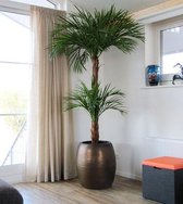 Designplants Areca Palm Kunstplant