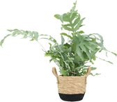 We Love Plants - Phlebodium Aureum Blue Star + Mand Mirjam - 50 cm hoog - Varen