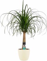 Hellogreen Kamerplant - Beaucarnea Olifantenpoot - 70 cm - Elho Brussels soap