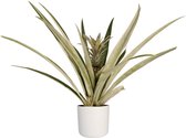 Hellogreen Kamerplant - Ananas Champaca Bromelia - Ananasplant - 55 cm - Elho B.for Soft wit