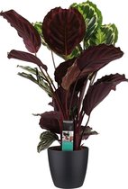 Hellogreen Kamerplant - Calathea Medaillon - 70 cm - Elho Brussels zwart