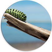 Dibond Wandcirkel - Groene Rups op Hout - 60x60cm Foto op Aluminium Wandcirkel (met ophangsysteem)