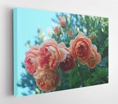 Onlinecanvas - Schilderij - Spring Roses Blossom Art Horizontal Horizontal - Multicolor - 60 X 80 Cm