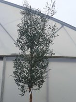 Gomboom | Eucalyptus Gunnii | Eucalypthus Azura: boom | hoogte: 170/190 cm