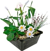 VDVELDE Mini Vijver Planten Set Winterhard - Wit - 1 Witte Waterlelie en 3 Bloeiende Waterplanten - Inclusief Vijvermand, Klei, Afdekgrind en Vijverplanten voeding - Van der Velde
