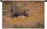 Wandkleed Drinkende beren - Bruine beer drinkt uit een waterplas Wandkleed katoen 60x40 cm - Wandtapijt met foto