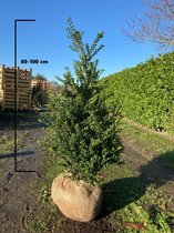 25 x Japanse hulst Convexa maat 80-100 cm (Ilex crenata 'Convexa')