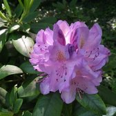 Rhododendron Catawbiense grandiflorum Totaalhoogte 60-70 cm