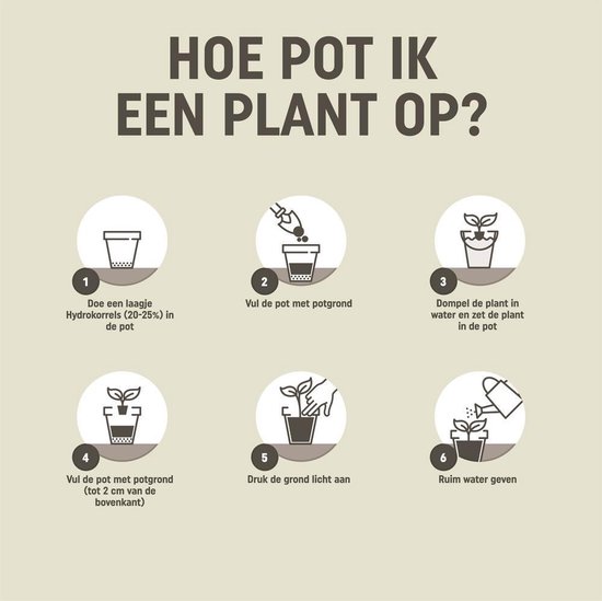 Illustratie van 6 stappen om een plant te verpotten.