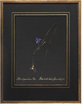 Authentic Models - Handgeschilderde Botanische Tekening - Zwarte Iris - ingelijst - 41cm x 32cm