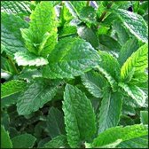 25 x Mentha spicata 'Maroccan' - Marokkaanse Munt in 9x9cm pot met hoogte 5-10cm