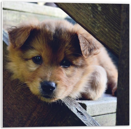 Forex - Liggende Pup op Houten Trap - 50x50cm Foto op Forex