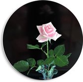 Forex Wandcirkel - Mooie Roze Roos - 40x40cm Foto op Wandcirkel (met ophangsysteem)