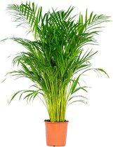 Dypsis | Arecapalm per stuk - Kamerplant in kwekerspot ⌀21 cm - ↕90-100 cm