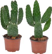 Opuntia 'Rubescens' | Road Kill Cactus per 2 stuks - Kamerplant in kwekerspot ⌀12 cm - ↕30 cm