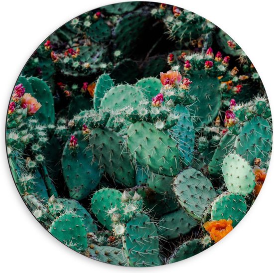Dibond Wandcirkel - Oranje en Roze Bloemen op Cactussen - 60x60cm Foto op Aluminium Wandcirkel (met ophangsysteem)