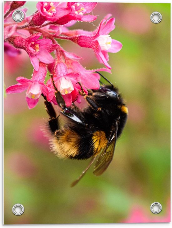 Tuinposter - Hommel op Roze Bloem - Foto op Tuinposter (wanddecoratie voor buiten en binnen)