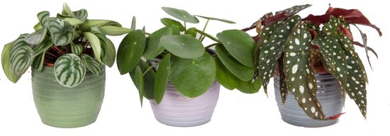 Trio Begonia maculata, Pilea peperomioides en Peperomia Argyreia - Hoogte 20cm Potmaat 12 - Bektas Plants