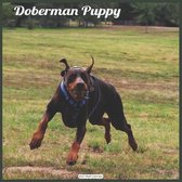 Doberman Puppy 2021 Wall Calendar