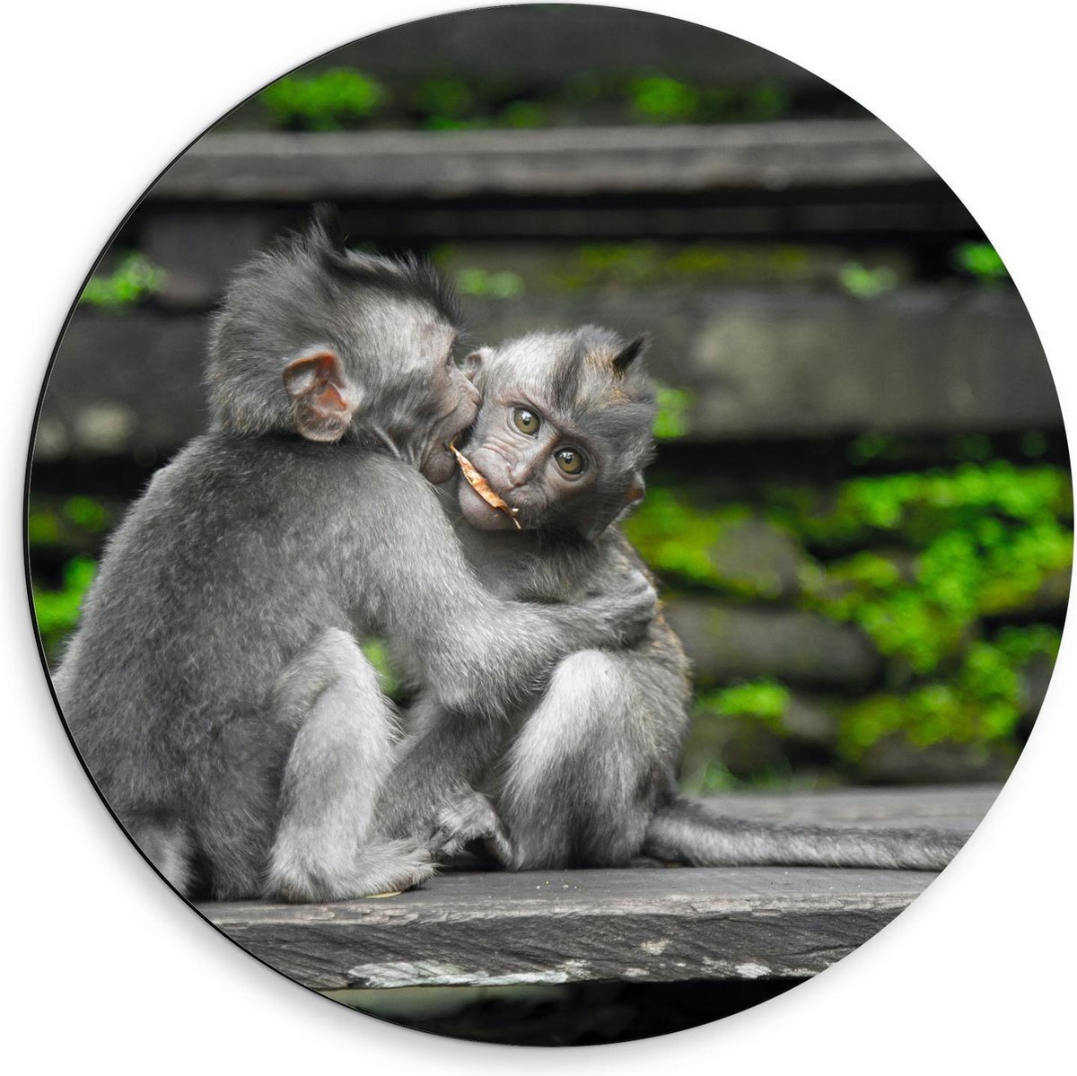 Dibond Wandcirkel - Knuffelende Babyaapjes - 50x50cm Foto op Aluminium Wandcirkel (met ophangsysteem)