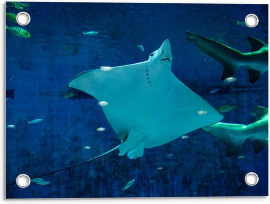 Tuinposter – Rog in Aquarium - 40x30cm Foto op Tuinposter  (wanddecoratie voor buiten en binnen)