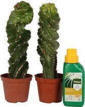 Spriaalcactus