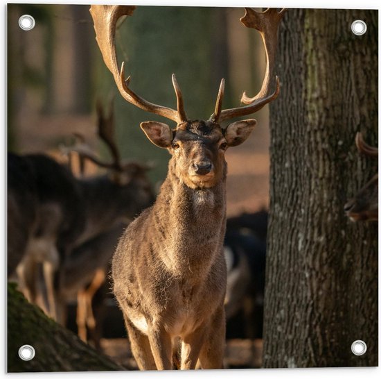 Tuinposter – Bruin Hert met Mooi Gewei bij Boom - 50x50cm Foto op Tuinposter  (wanddecoratie voor buiten en binnen)