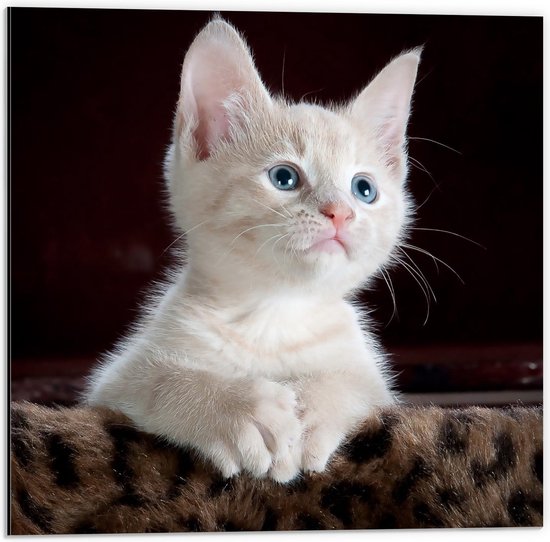 Dibond - Witte Kitten op Panter Printje  - 50x50cm Foto op Aluminium (Met Ophangsysteem)