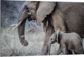 Dibond - Moeder met Baby Olifant - 120x80cm Foto op Aluminium (Met Ophangsysteem)