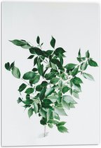 Acrylglas - Groen/Wit Plantje  - 40x60cm Foto op Acrylglas (Wanddecoratie op Acrylglas)