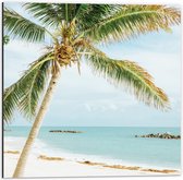 Dibond - Mooie Palmboom aan het Strand  - 50x50cm Foto op Aluminium (Met Ophangsysteem)