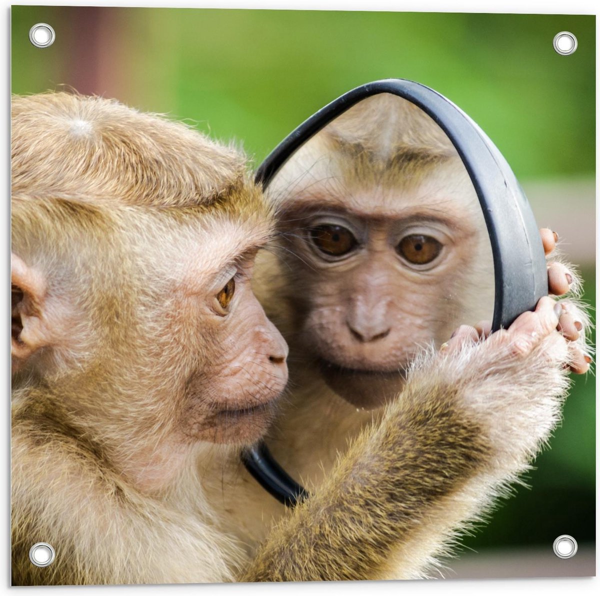 Tuinposter – Aap met Spiegel - 50x50cm Foto op Tuinposter (wanddecoratie voor buiten en bi