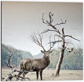 Dibond - Aankijkende Eland in Veld - 50x50cm Foto op Aluminium (Met Ophangsysteem)